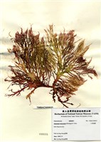 藏品(小果海膜)的圖片